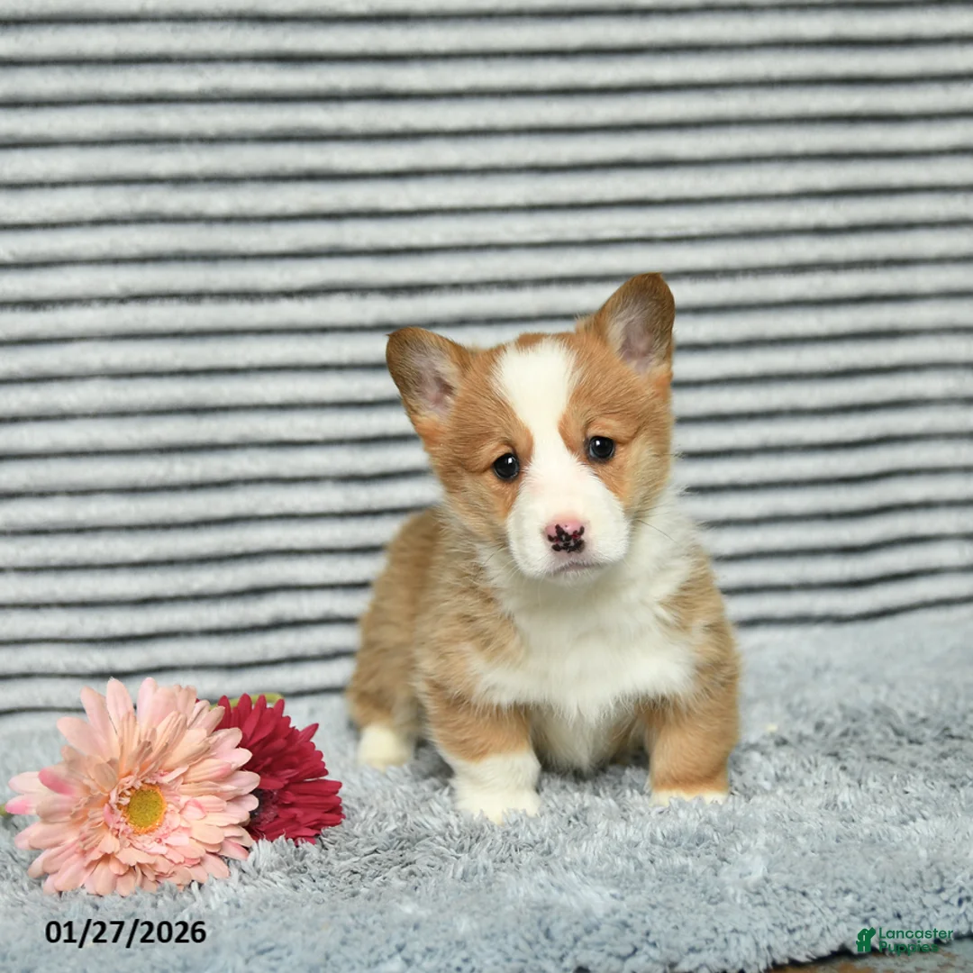 Welsh Corgi Pembroke dogs for sale: Cherrio - Ad 2
