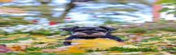 Miniature Schnauzer dogs for sale: Leon - Ad 10