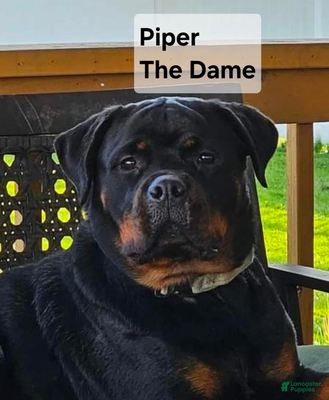 Rottweiler dogs for sale: Grey - Ad 22