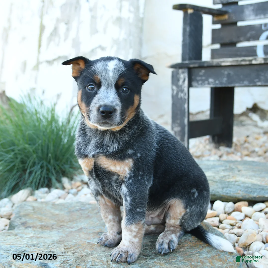 Australian Cattle Dog dogs for sale: Jason - Ad 1