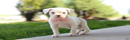 Boxer dogs for sale: Lexie - Ad 6