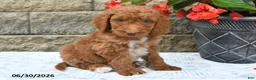 Goldendoodle dogs for sale: Milo - Ad 5