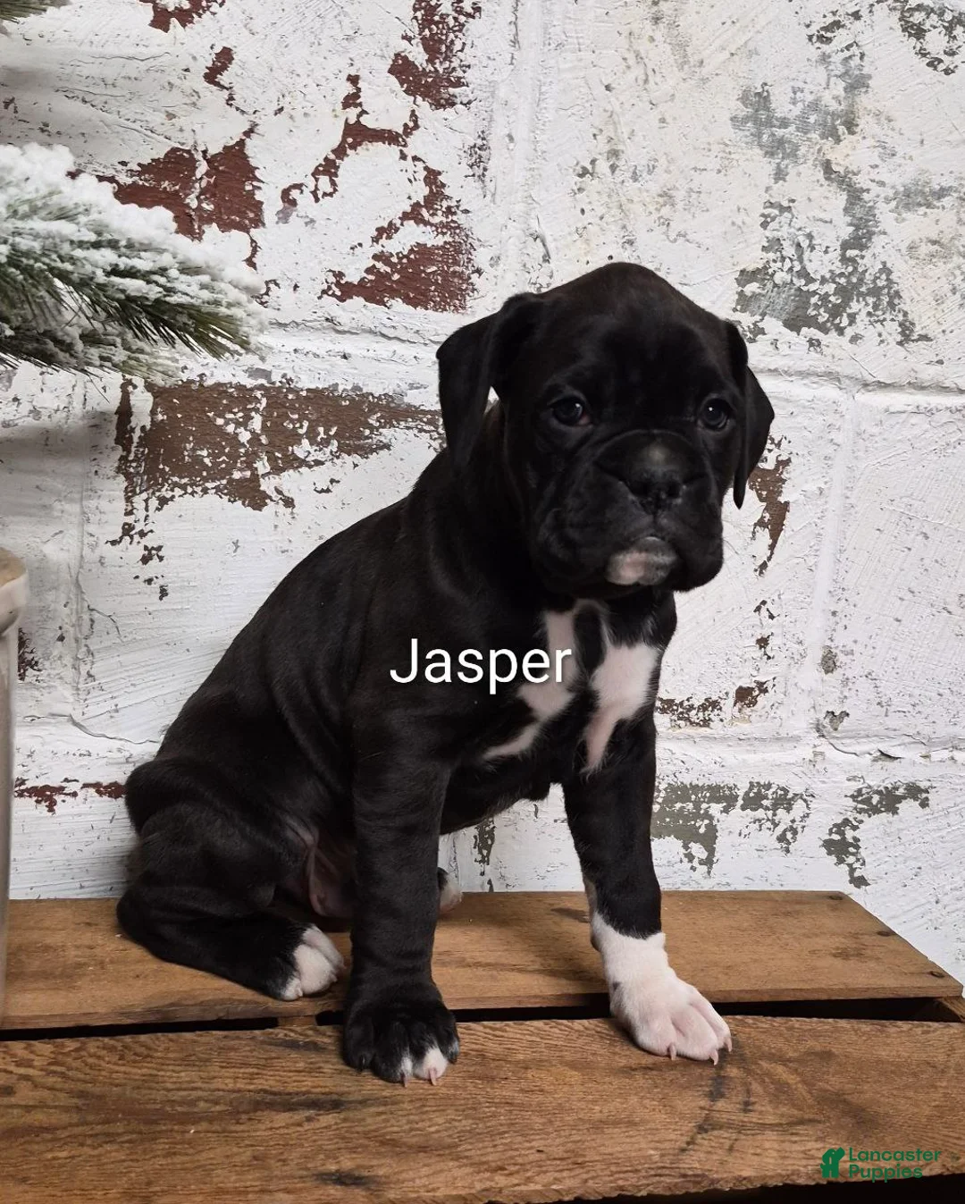 Boxer dogs for sale: JASPER - Ad 1