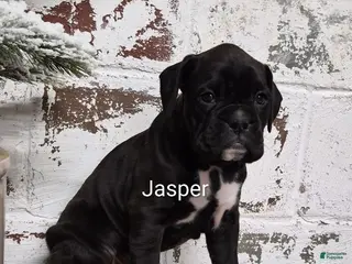 Boxer dogs JASPER - Ad 11