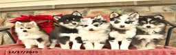 Pomsky dogs for sale: Winter  - Ad 3