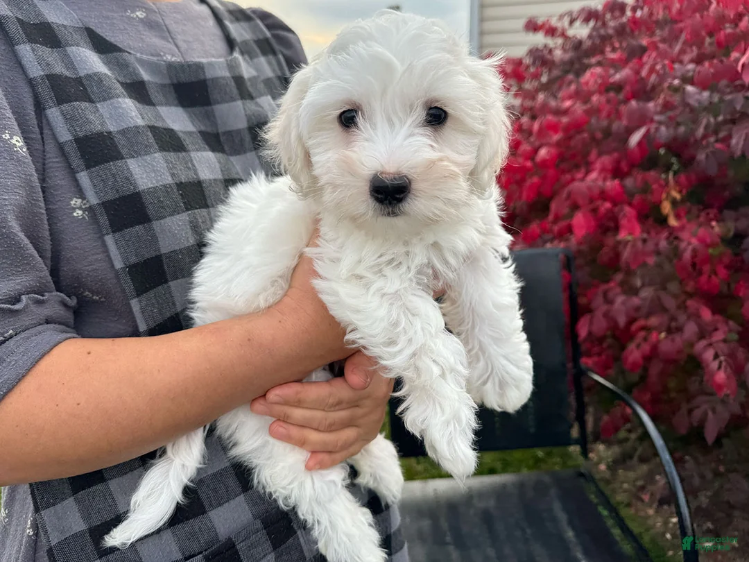 Mixed Breed dogs for sale: Stella - Ad 1