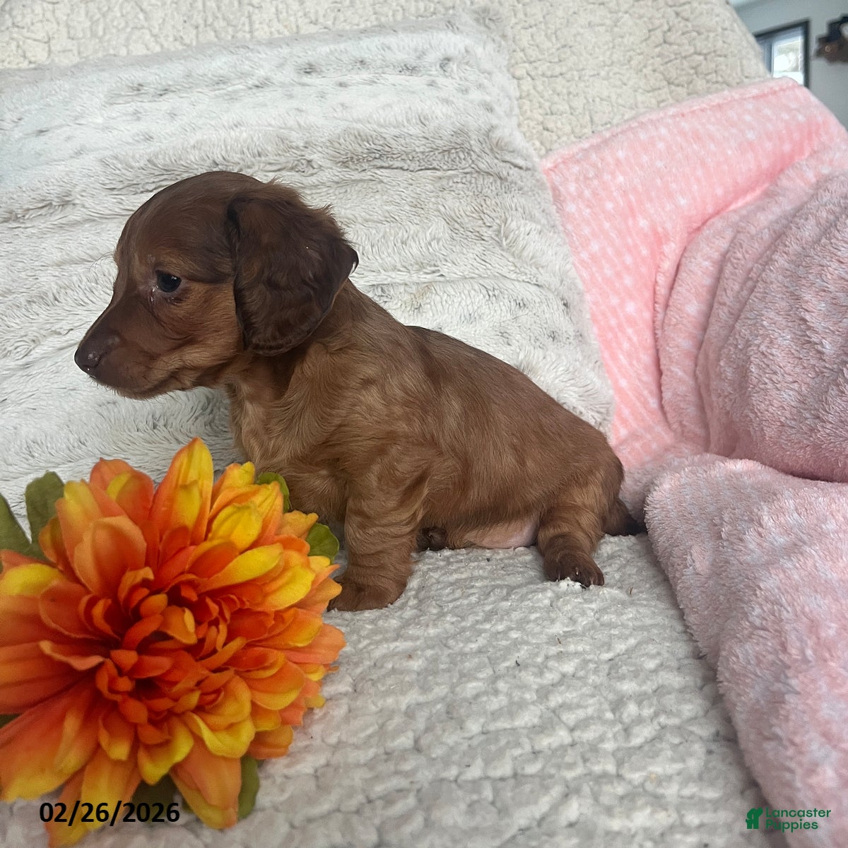 Miniature Dachshund dogs Kathy - Ad 2