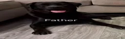 Labrador Retriever dogs for sale: Labrador Retriever 7 - Ad 6