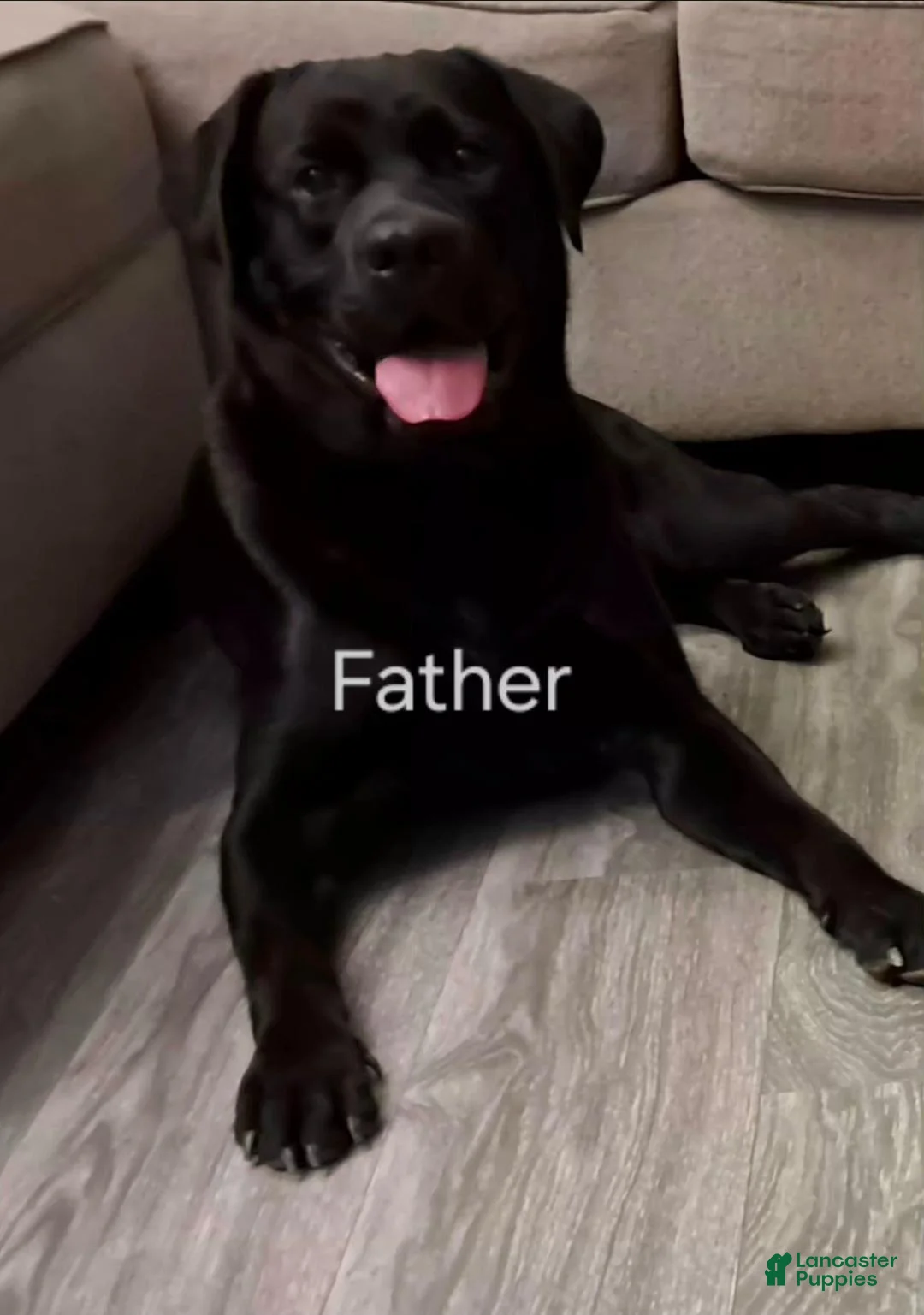 Labrador Retriever dogs for sale: Labrador Retriever 7 - Ad 6