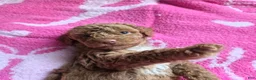 Goldendoodle dogs for sale: Piper - Ad 2