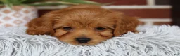 Cavapoo dogs for sale: Simba - Ad 6