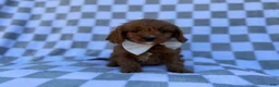 Cavapoo dogs for sale: Nash - Ad 6
