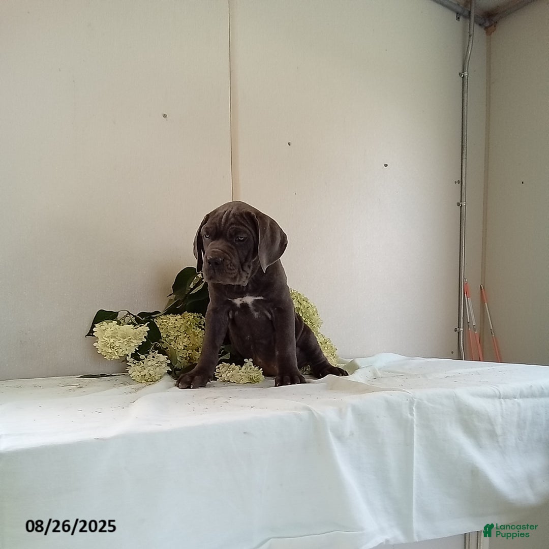 Cane Corso dogs for sale: Sugar - Ad 4