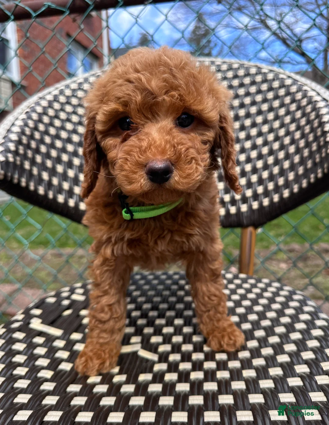 Miniature Poodle dogs for sale: Blaze- AKC GENETICALLY TESTED PARENTS - Ad 1