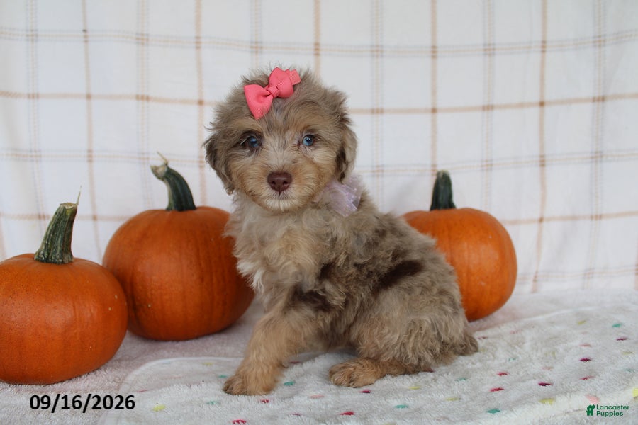 Mini Aussiedoodle dogs Brandi - Ad 1