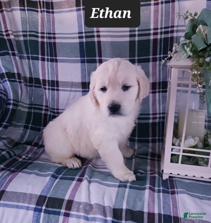 Golden Retriever dogs Ethan - Ad 1