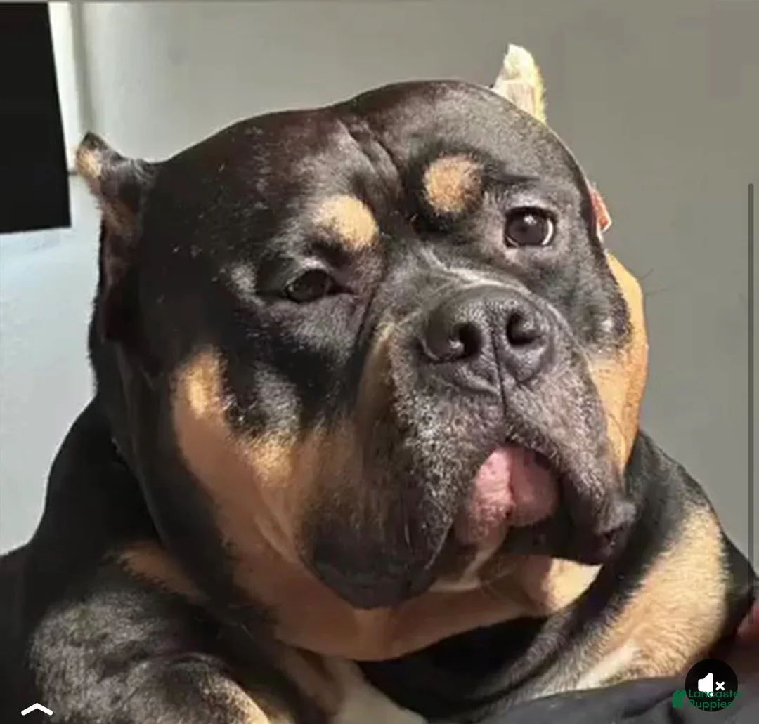 American Bully dogs for sale: American Bully Puppy 1 - Ad 1