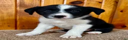 Border Collie dogs for sale: Nick  - Ad 3