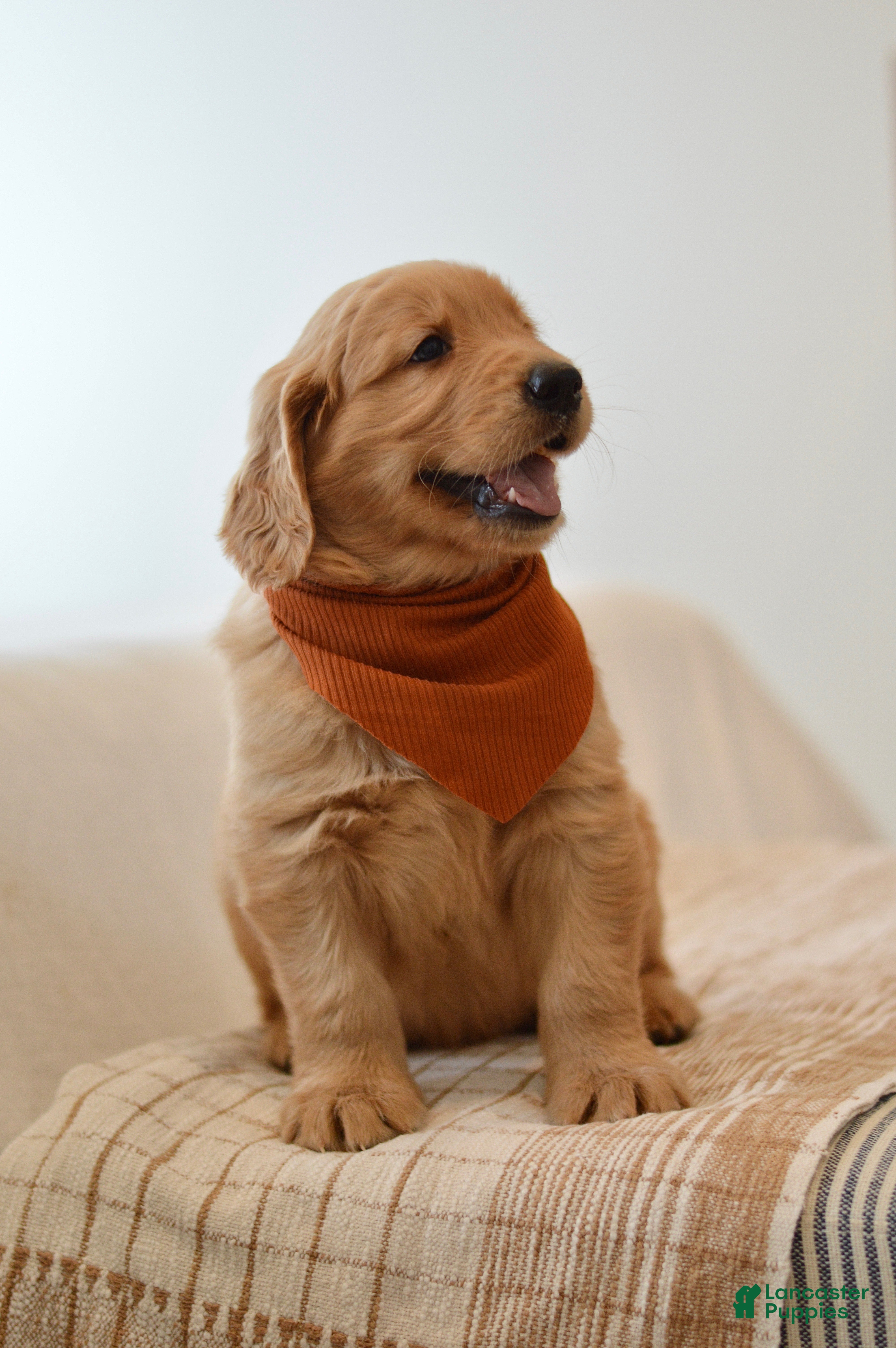Golden Retriever dogs Curly - Ad 12