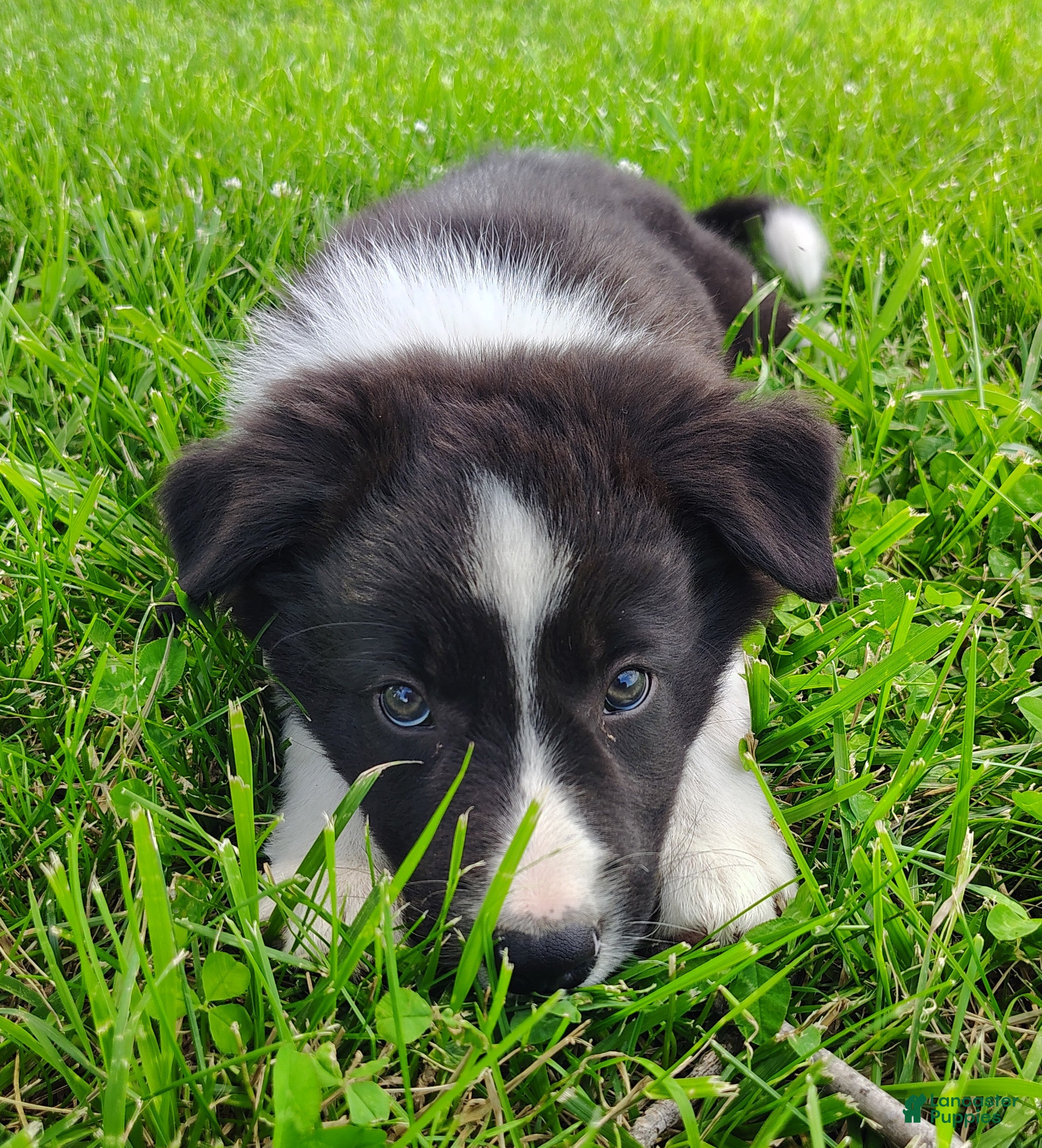 Border Collie dogs Finnley  - Ad 2