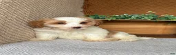 Havanese dogs for sale: Tank  - Ad 4
