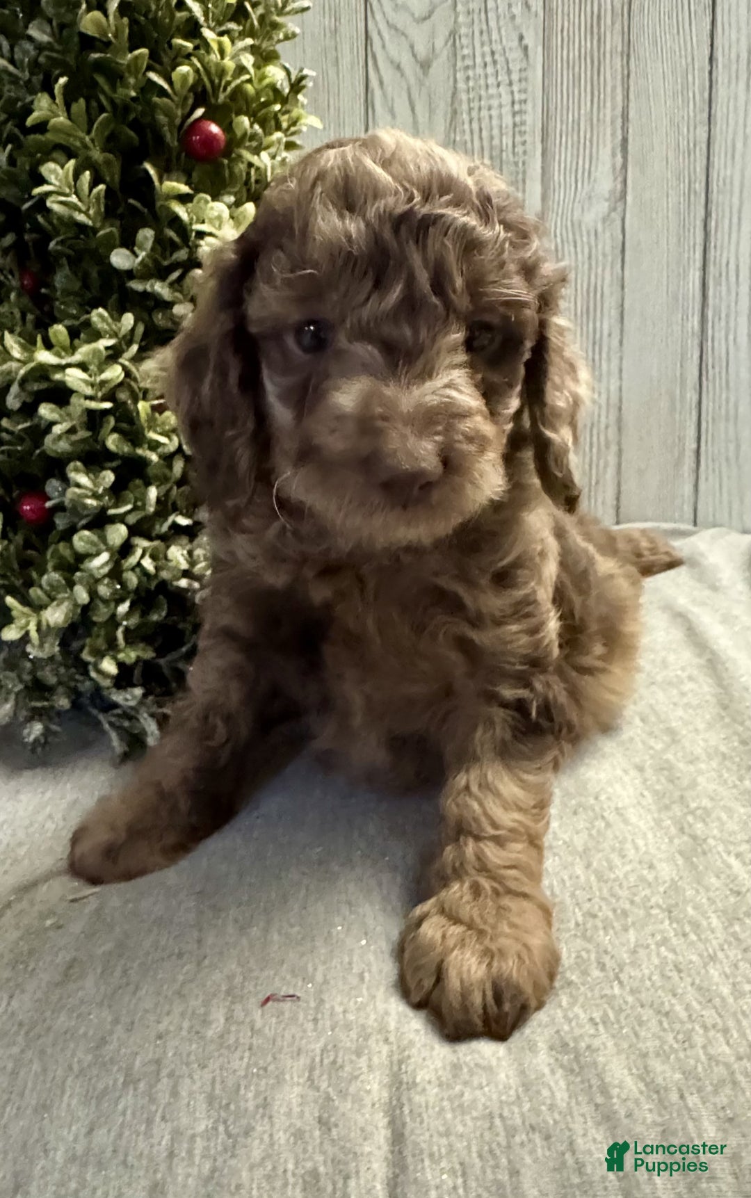 Mixed Breed dogs for sale: Jack - Ad 2