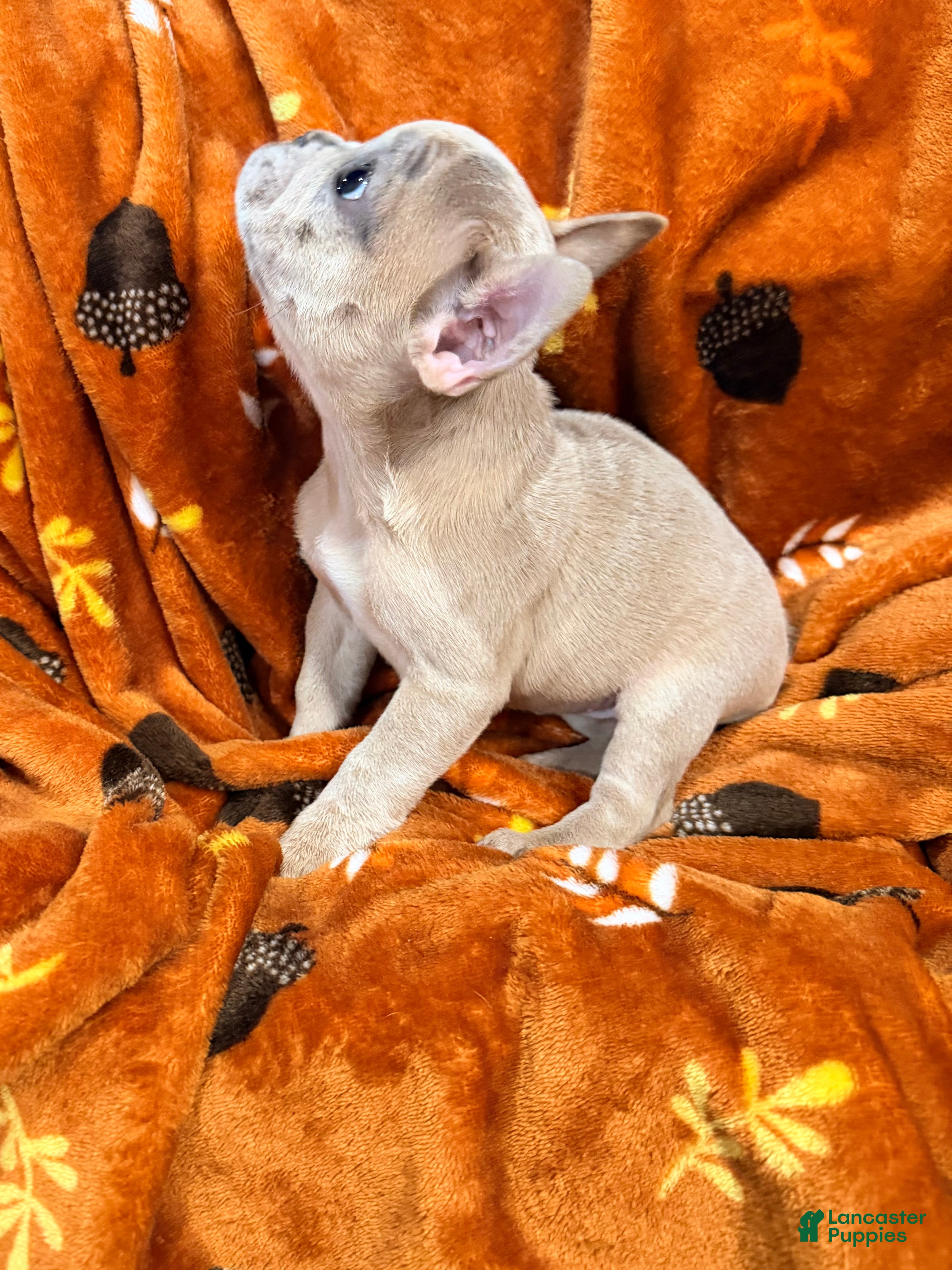 French Bulldog dogs Mini - Ad 33