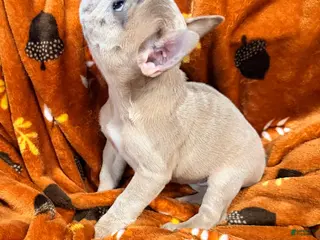 French Bulldog dogs Mini - Ad 33