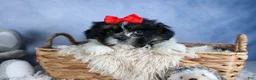 Shih Tzu dogs for sale: HENRY - Ad 5