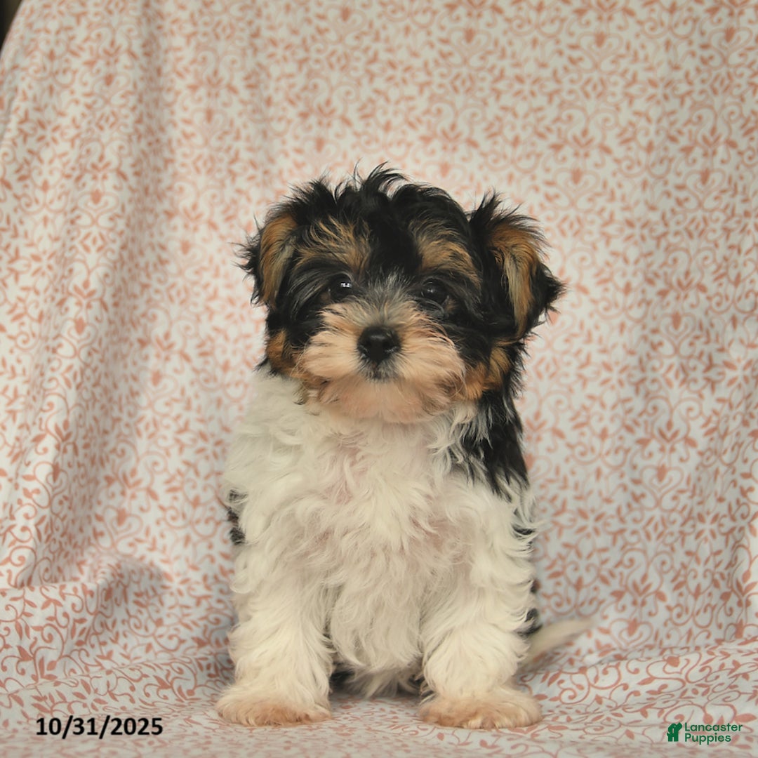Yorkshire Terrier dogs for sale: Domino - Ad 4