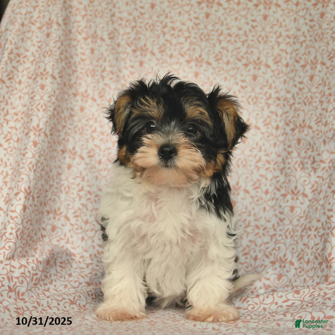 Yorkshire Terrier dogs for sale: Domino - Ad 14