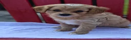 Cavapoo dogs for sale: Anya - Ad 1