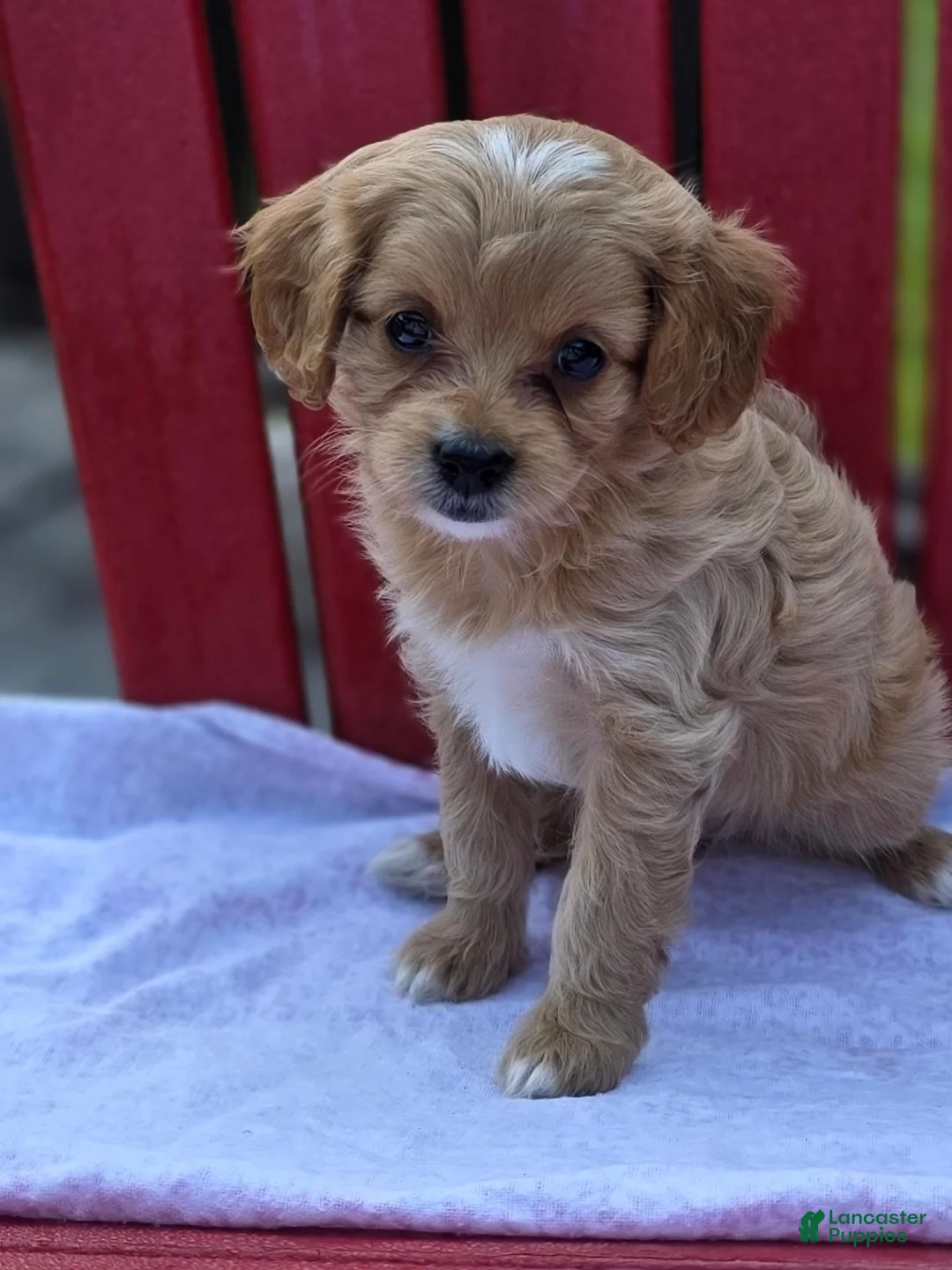 Cavapoo dogs for sale: Anya - Ad 1