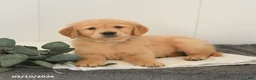 Golden Retriever dogs for sale: Mars  - Ad 3