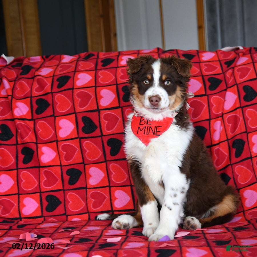 Australian Shepherd dogs Adam - Ad 2