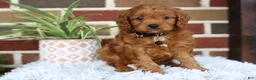 Cavapoo dogs for sale: Everest - Ad 8