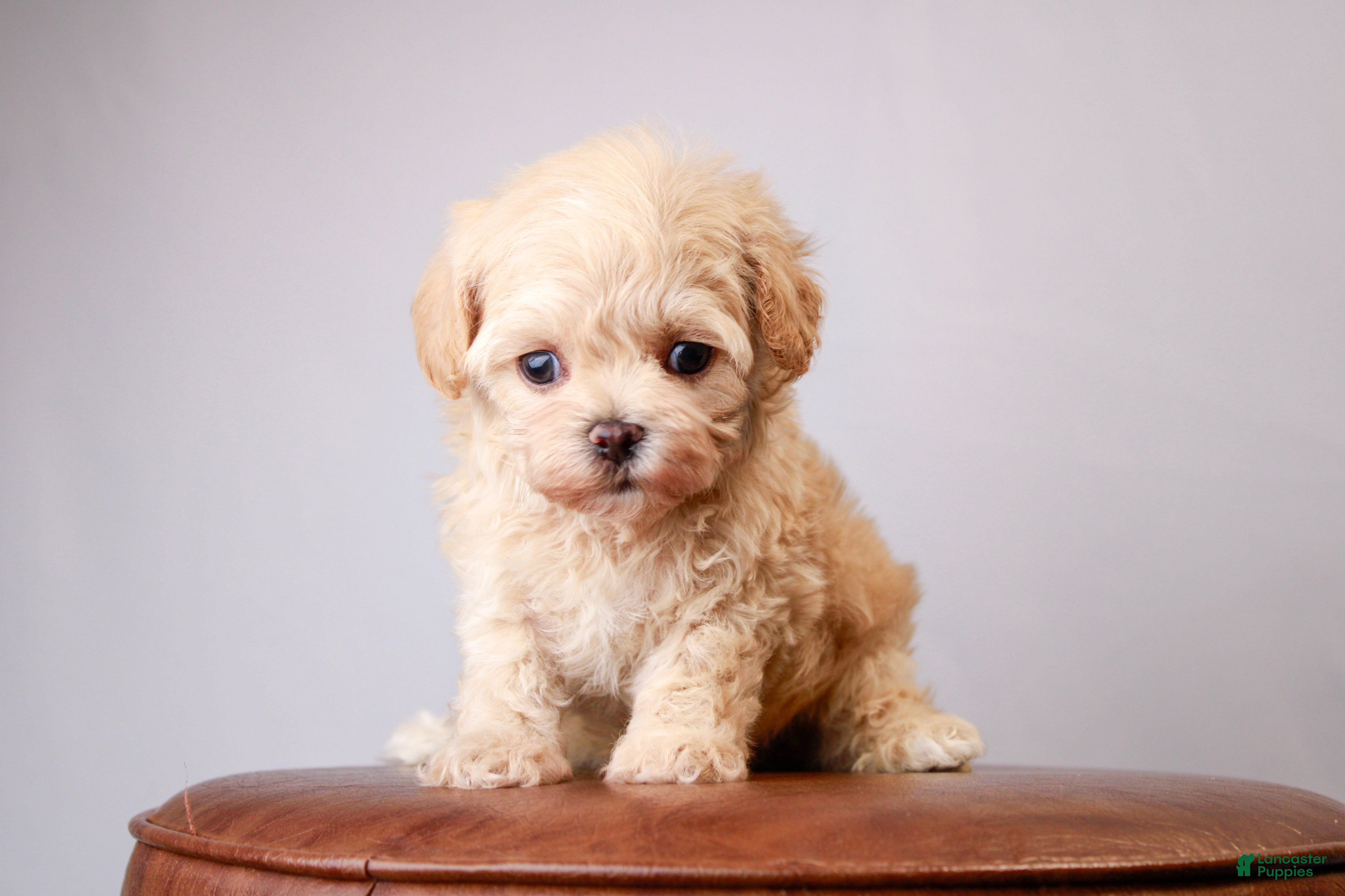 Maltipoo dogs Cricket - Ad 1