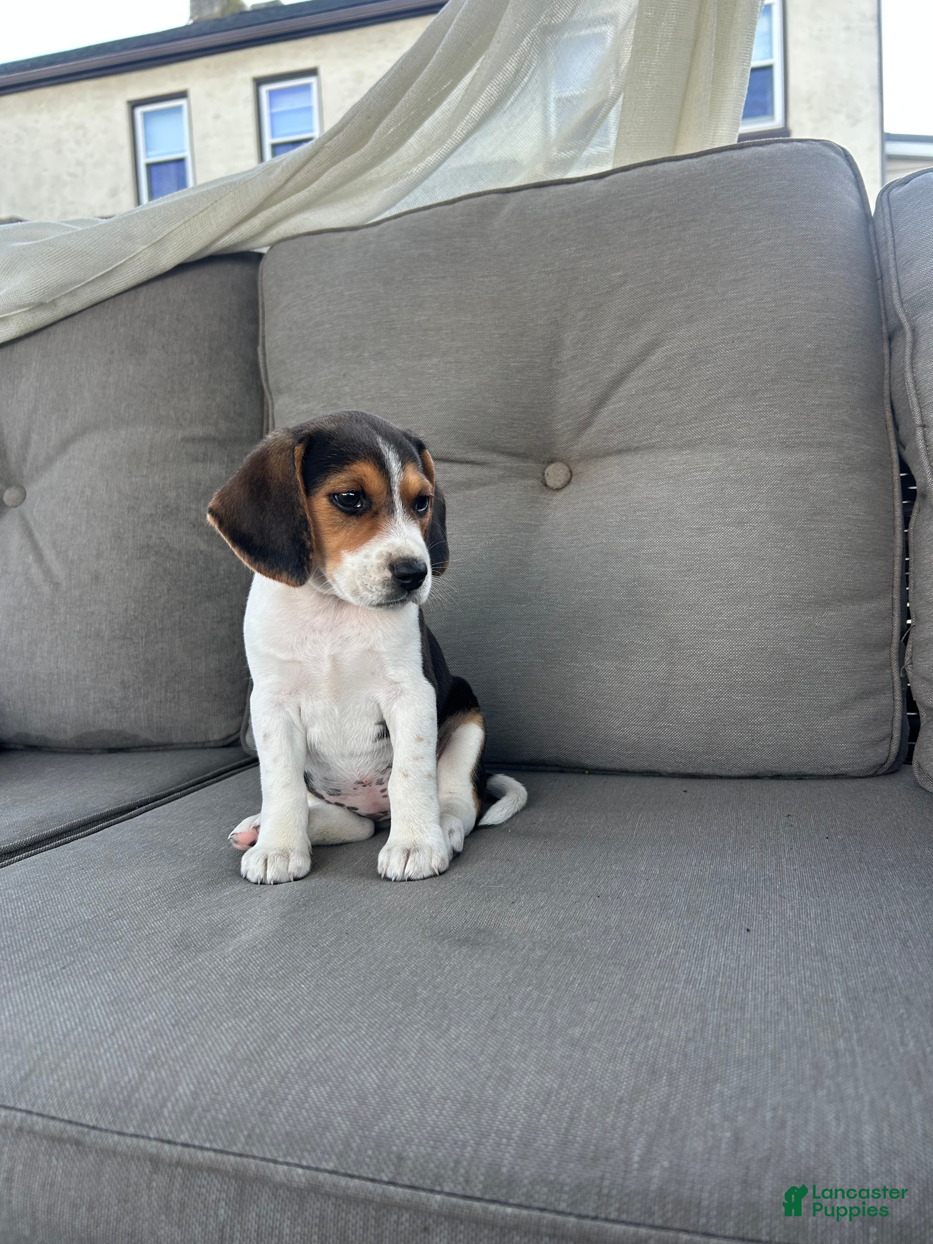 Beagle dogs Trinity  - Ad 2
