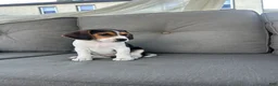 Beagle dogs for sale: Trinity  - Ad 2