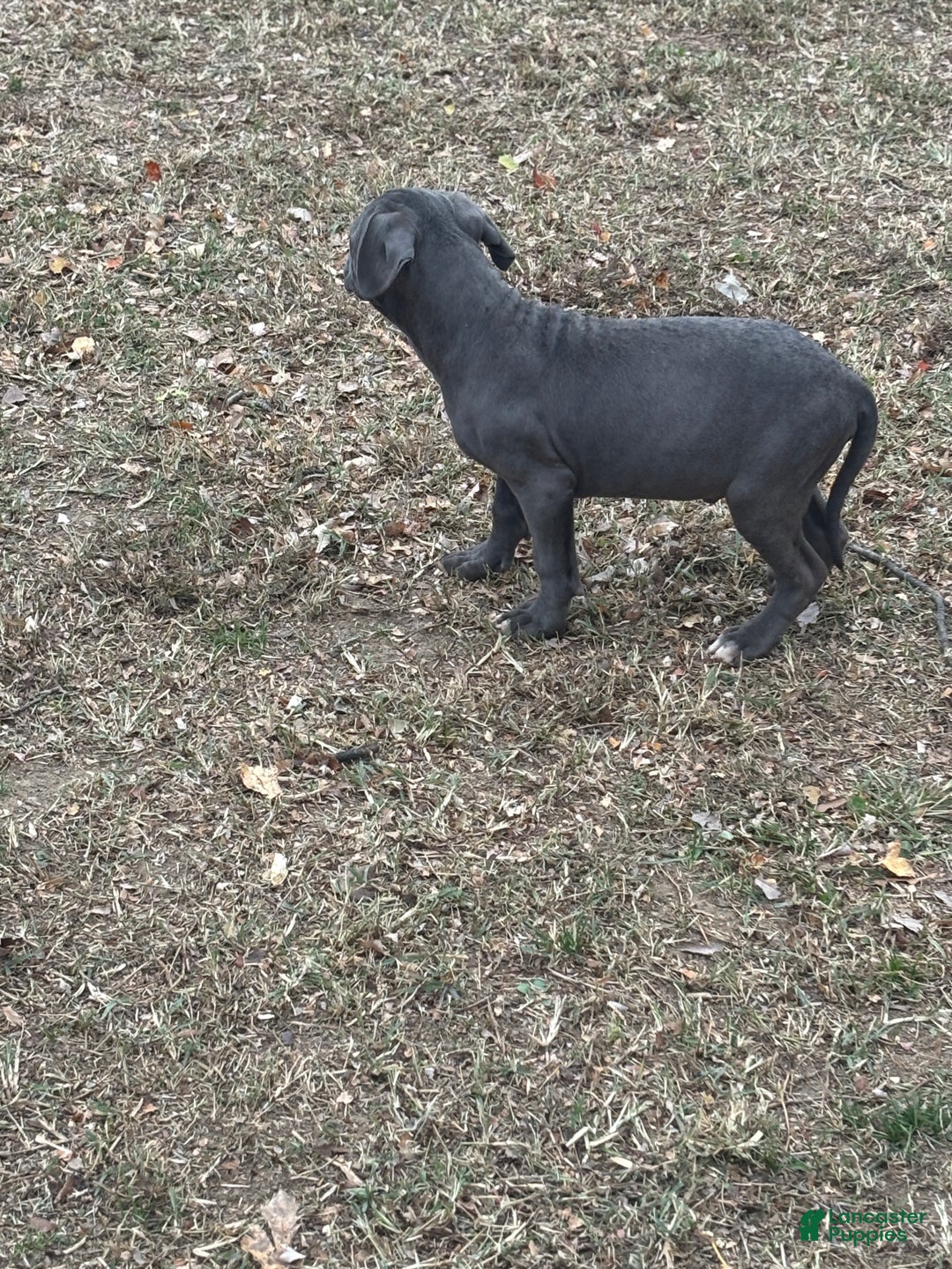 Mixed Breed dogs for sale: Bleu - Ad 3