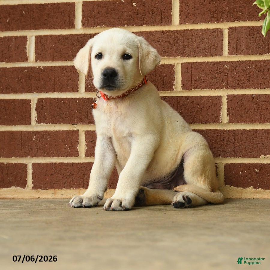 Labrador Retriever dogs Dustin - Ad 1