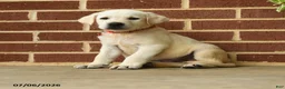 Labrador Retriever dogs for sale: Dustin - Ad 1