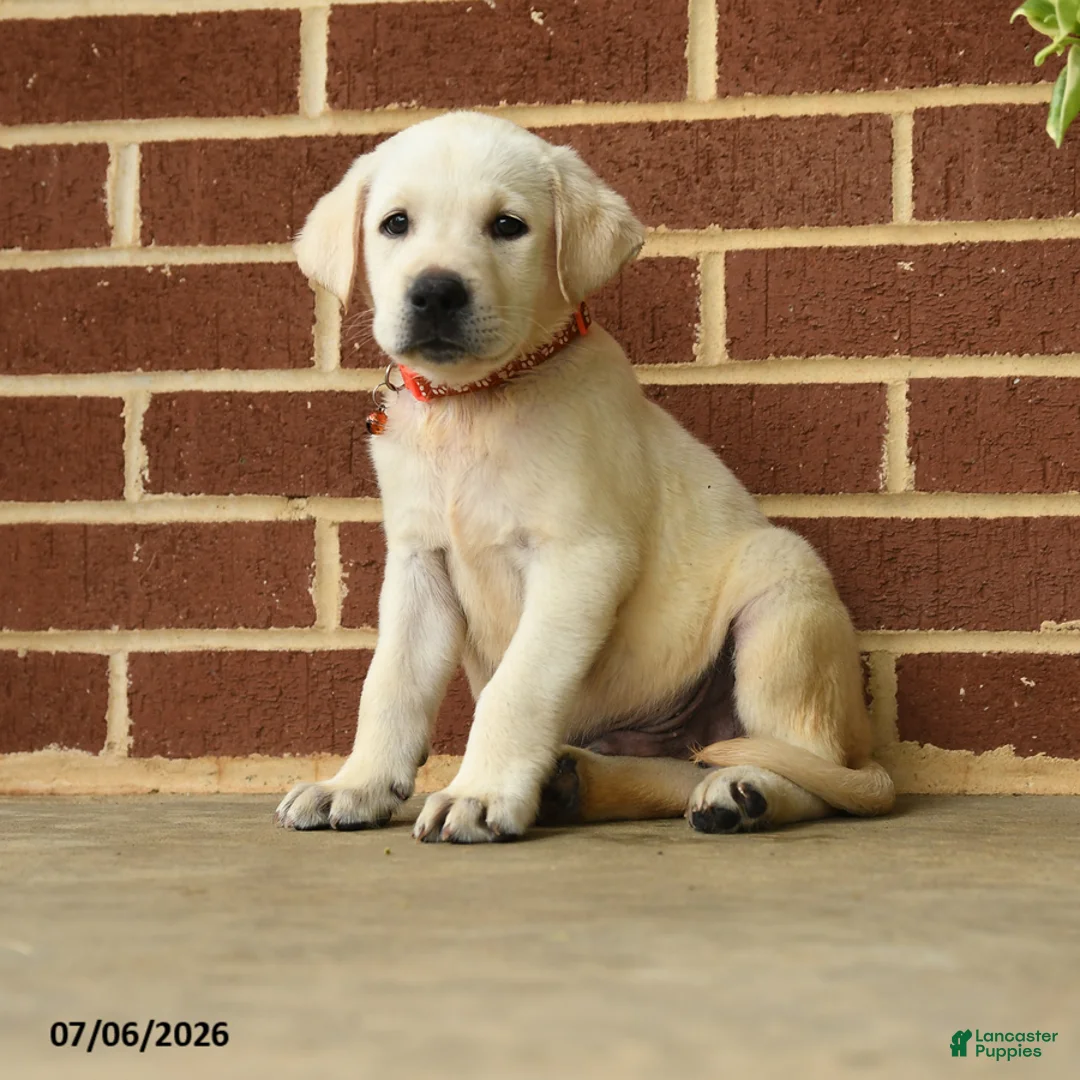 Labrador Retriever dogs for sale: Dustin - Ad 1