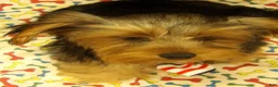 Yorkshire Terrier dogs for sale: Stuart - Ad 6