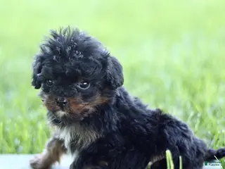 Cavapoo dogs for sale: Darla - Ad 3