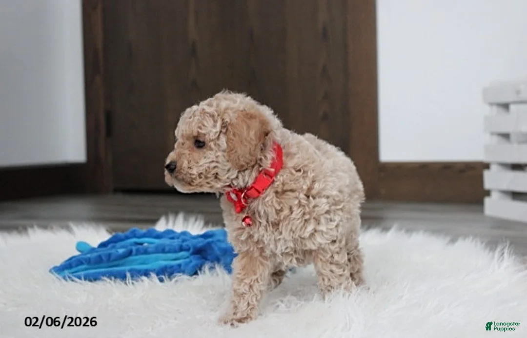 Bichpoo dogs for sale: Travis - Ad 4