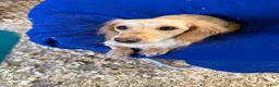 Miniature Dachshund dogs for sale: Miniature Dachshund Puppy 5 - Ad 7