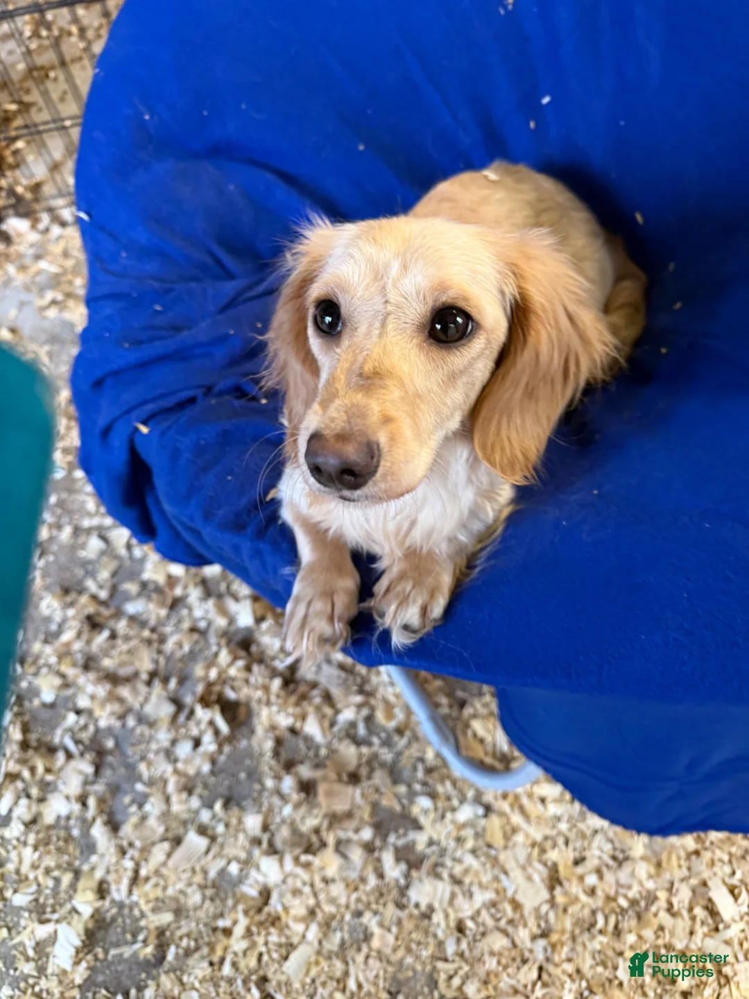 Miniature Dachshund dogs for sale: Miniature Dachshund Puppy 5 - Ad 7