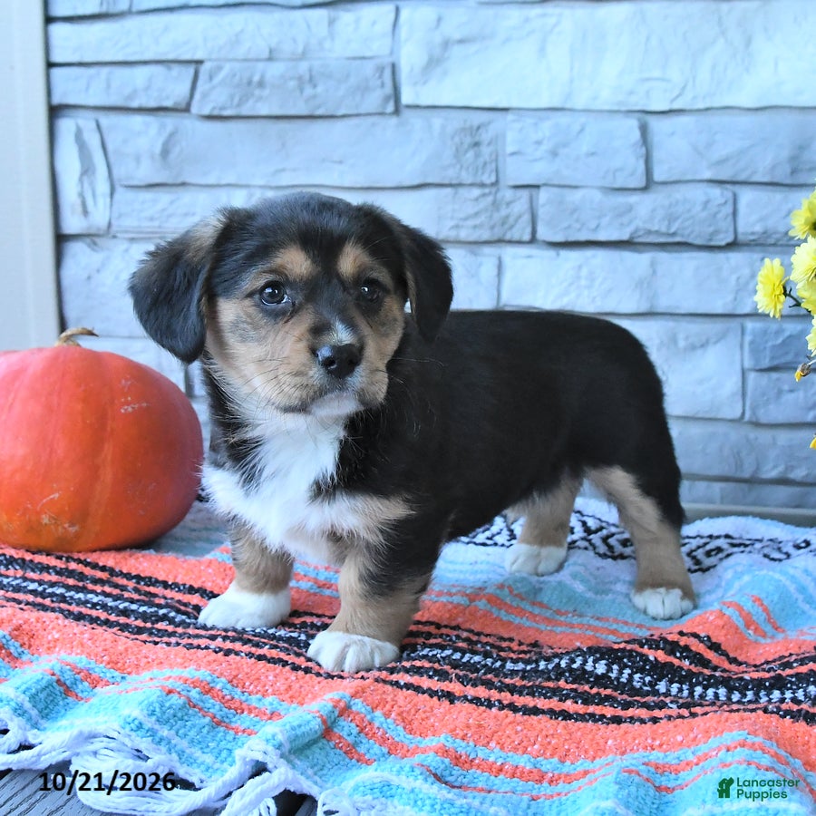Mixed Breed dogs for sale: Stella - Ad 1