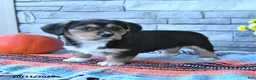 Mixed Breed dogs for sale: Stella - Ad 1